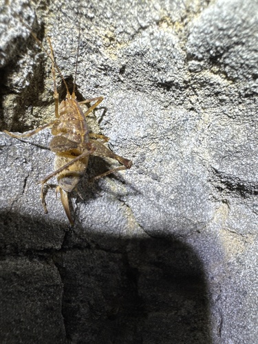 Common Cave-cricket