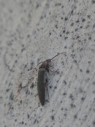 Chestnut-footed Click Beetle