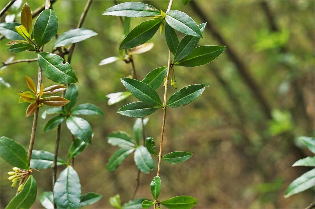 Berberis subacuminata (Berberis subacuminata)