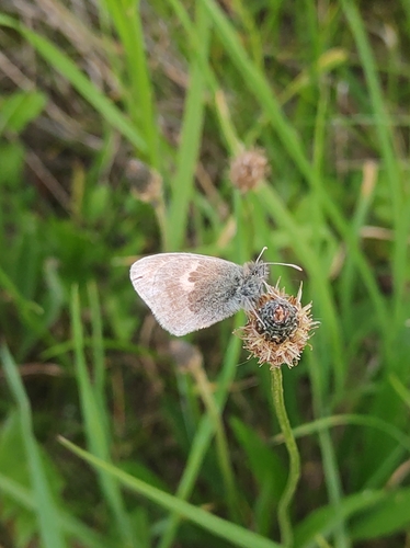 Small Heath