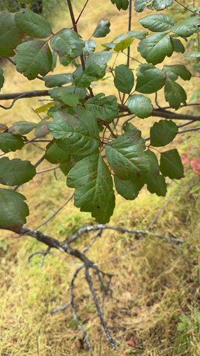 Pacific poison oak