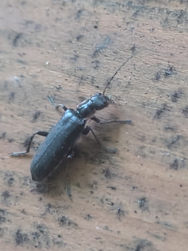 Cantharis obscura