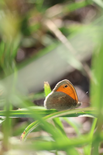 Small Heath