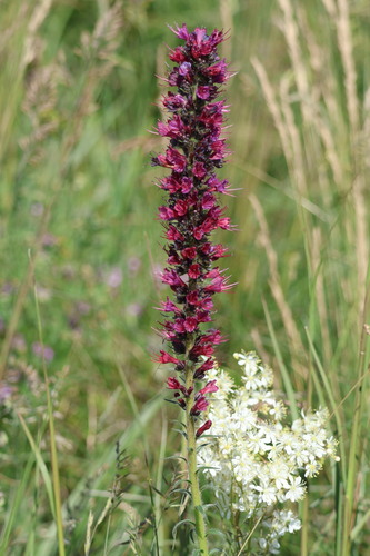 Pontechium maculatum