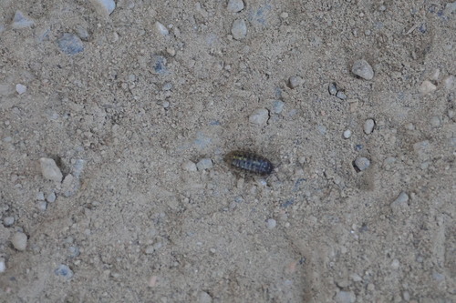 Common Pill Woodlouse