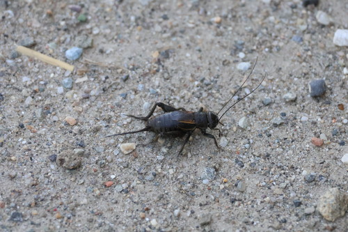 Desert Cricket