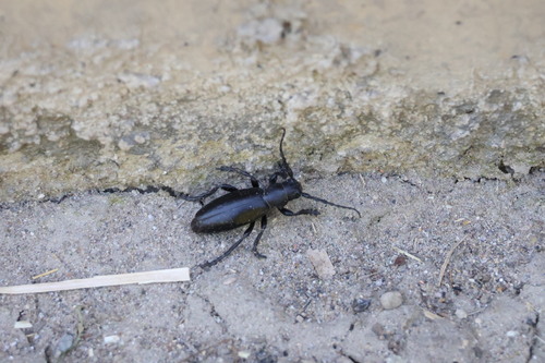 Dorcadion aethiops