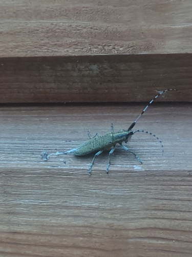 Golden-bloomed Longhorn Beetle