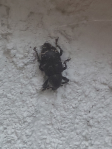 Large Pine Weevil