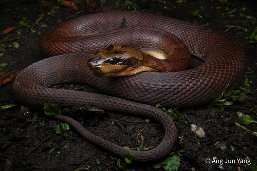 Puff-faced Water Snake