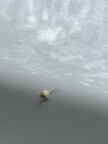 iNaturalist observation photo of Misumenini