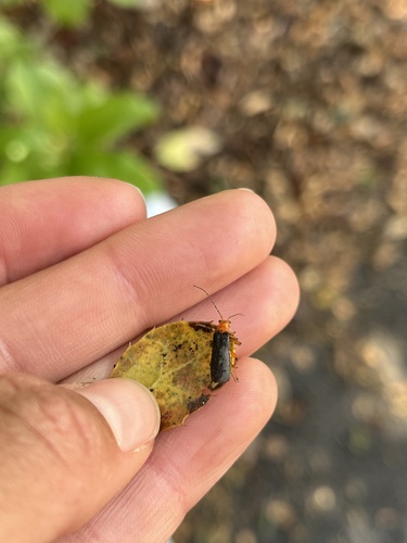 iNaturalist observation photo of Downy Leather-winged Beetle