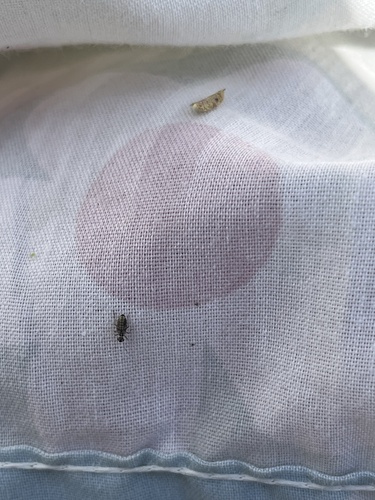 iNaturalist observation photo of Mesopsocus unipunctatus