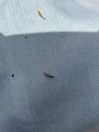 iNaturalist observation photo of Common Green Lacewings