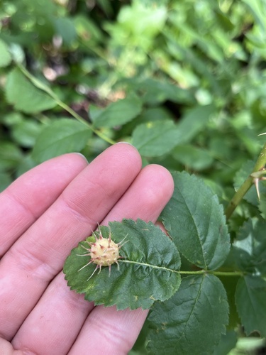 iNaturalist observation photo of Spiny Leaf Gall Wasp