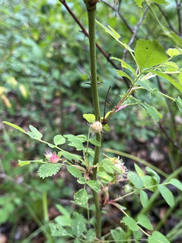iNaturalist observation photo of Spiny Leaf Gall Wasp