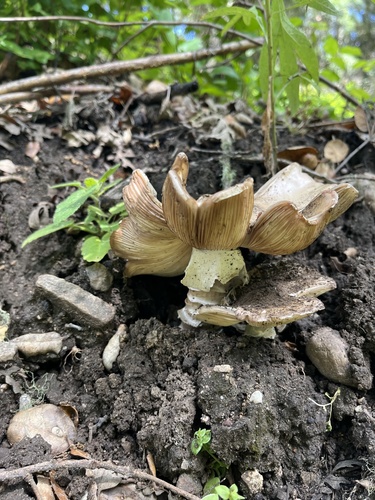 iNaturalist observation photo of amanita mushrooms
