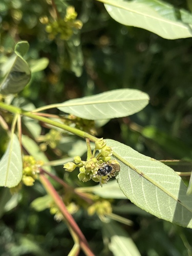 iNaturalist observation photo of Ligated Furrow Bee