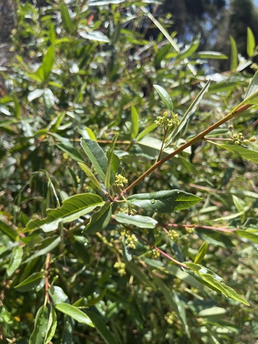 iNaturalist observation photo of coffeeberry