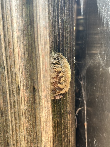 iNaturalist observation photo of European Mantis