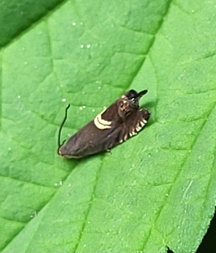 Grapholita discretana