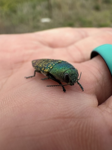 Yellow-spotted Jewel Beetle
