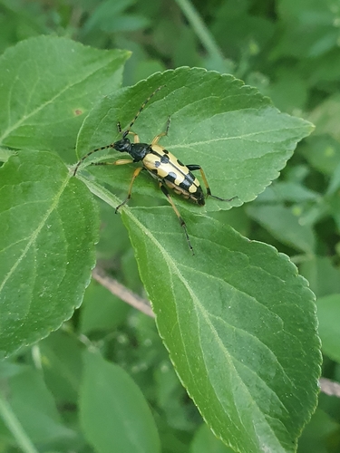 Spotted Longhorn Beetle