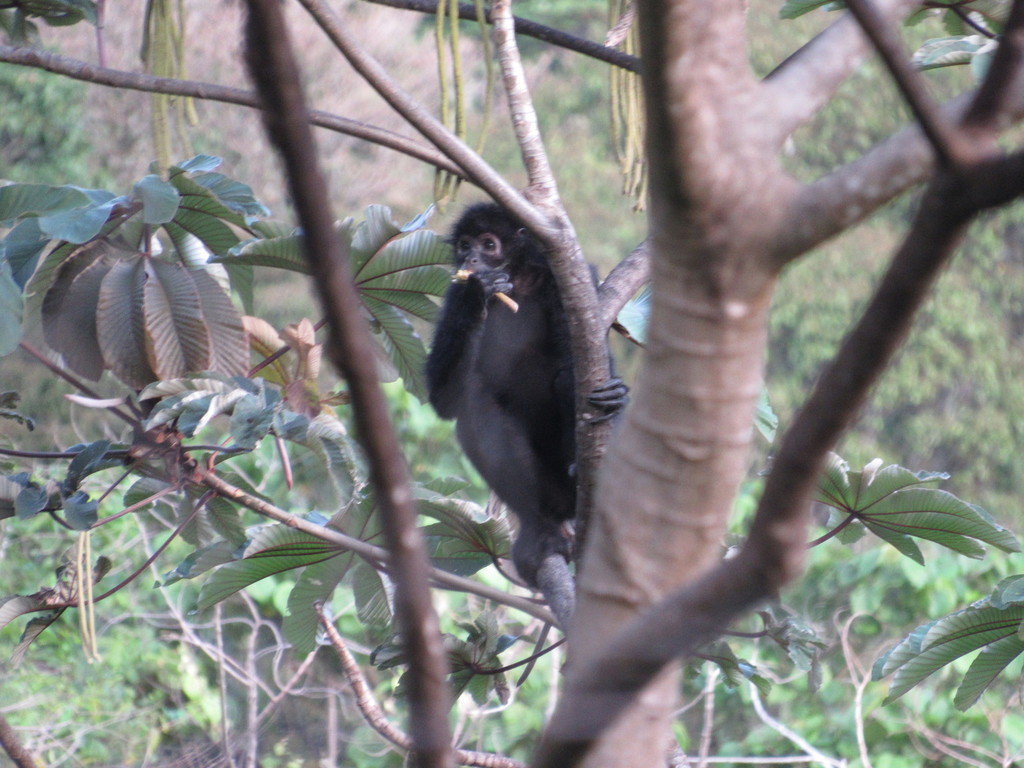 Animais fantásticos e onde habitam: Macaco-aranha-da-cara-branca - Biofaces