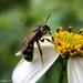 Lasioglossum subopacum - Photo (c) creek, todos los derechos reservados, subido por creek