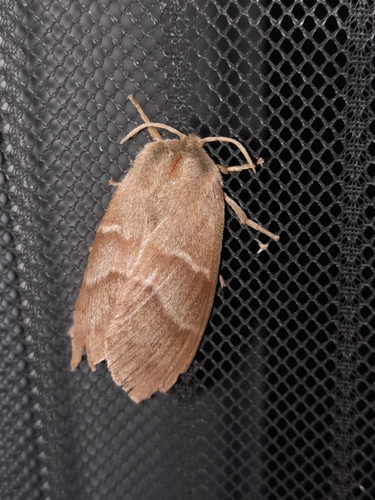 Fox Moth