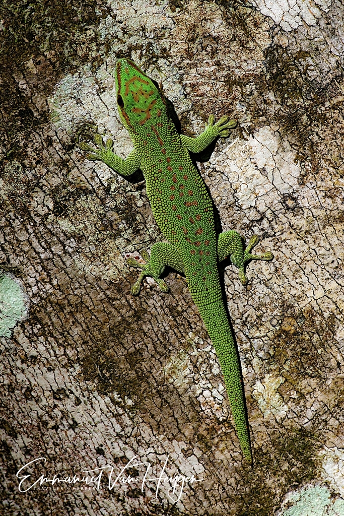 Phelsuma Madagascariensis Madagascariensis From Analanjirofo Madagascar On June At