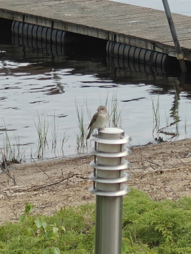 Spotted Flycatcher