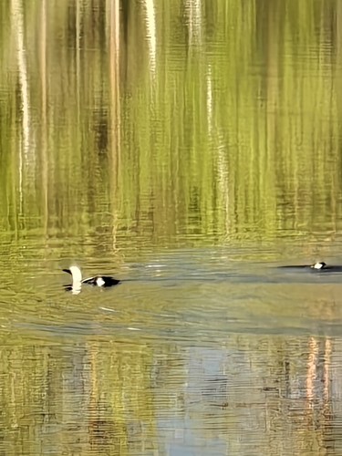 Arctic Loon