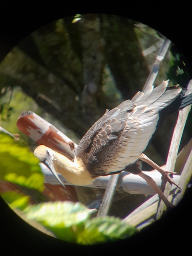 Buff-necked Ibis