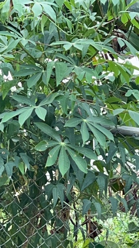 Cassava