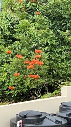African tulip tree