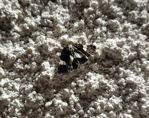 Four-spotted Moth