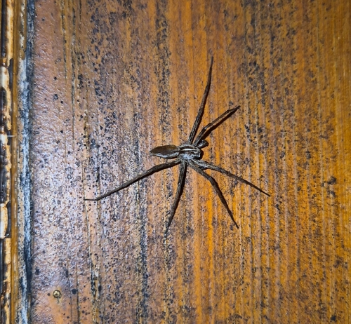 European Nursery Web spider