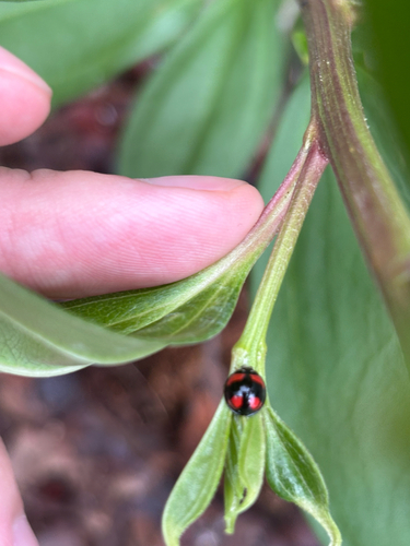 Six-spotted Zigzag Ladybird