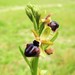 Ophrys sphegodes passionis - Photo (c) Manuel Andrea Zafarana, όλα τα δικαιώματα διατηρούνται, uploaded by Manuel Andrea Zafarana