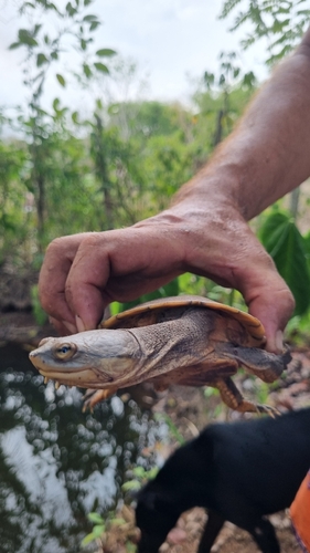 Dahl's Toad-headed Turtle