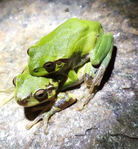 Italian Tree Frog