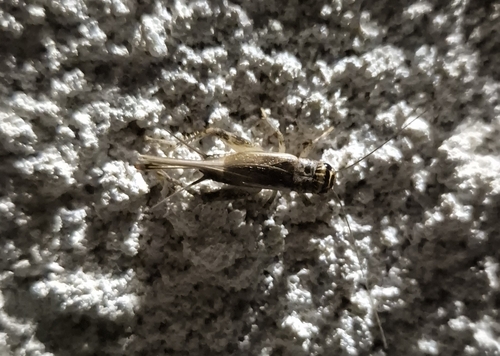 Verge Cricket