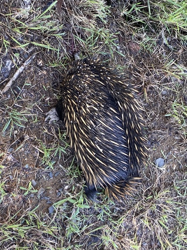Eastern Short-beaked Echidna