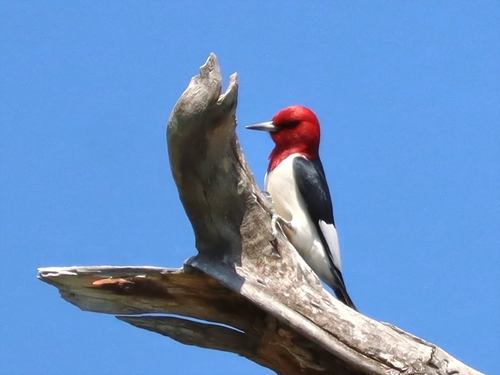 Red-headed Woodpecker