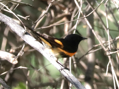 American Redstart