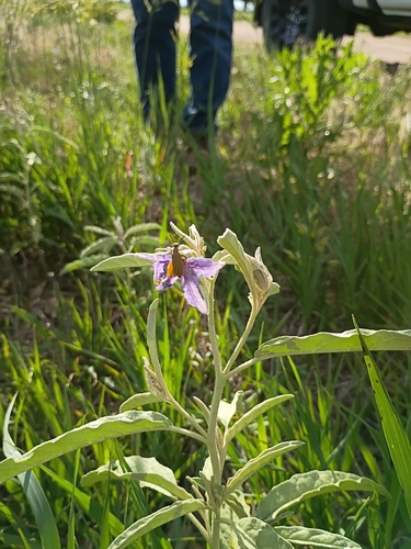 silverleaf nightshade
