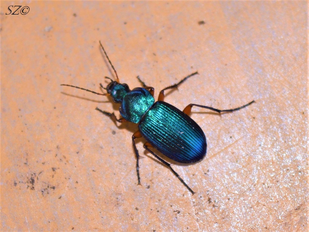 Chlaenius decipiens from Provincia di Caltanissetta, Italia on April 5