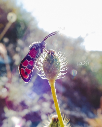 Zygaena felix