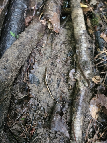 Three-lined Salamander